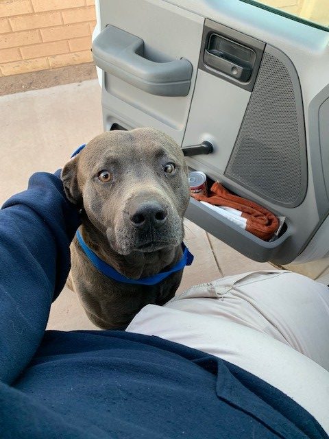 Animal Control - City of Belen Animal Control - City of Belen